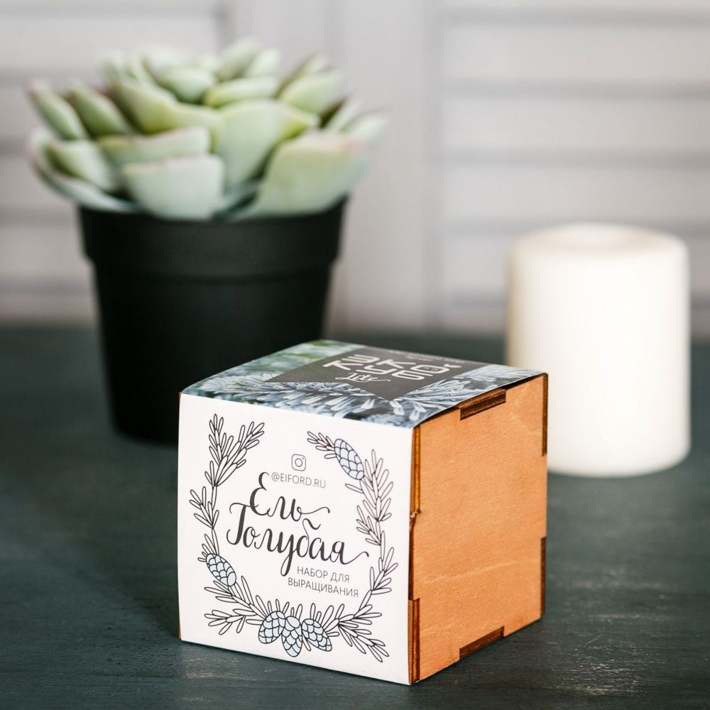 Набор для выращивания «Экокуб Lite», ель голубая — изображение 4