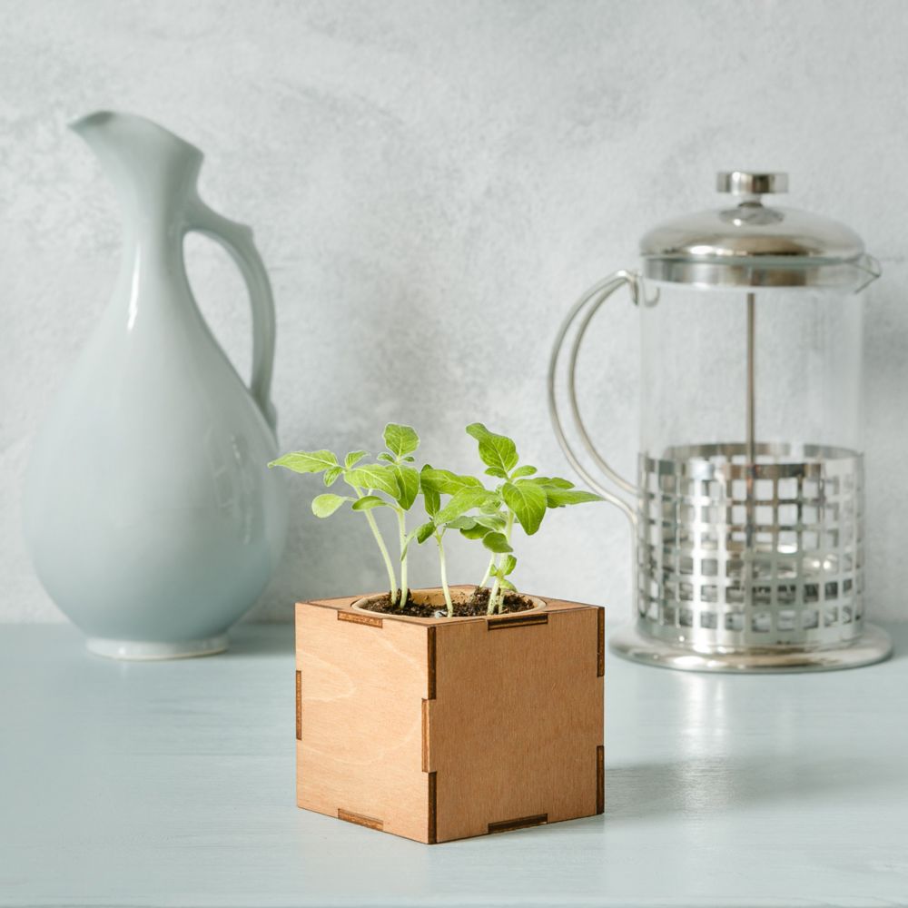 Набор для выращивания «Экокуб Lite», ель голубая — изображение 5